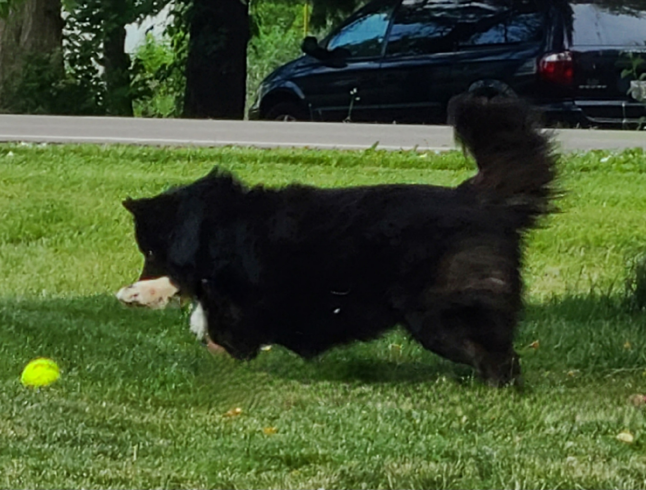 Jett - Siberian Husky