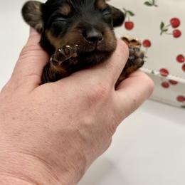 Lady 3 - Russian Lines- AKC - Black and tan female Dachshund puppy in Bartlesville, Oklahoma from OkieDokieDox