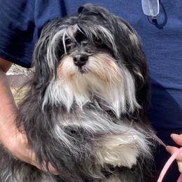 ELEKTRA - Havanese