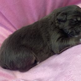 Australian Shepherd Puppies from Forgotten Coast Australian Shepherds