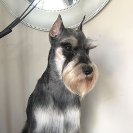 Luna - Miniature Schnauzer