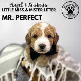 Boy 3 - Apricot male Goldendoodle puppy in Anderson, South Carolina from Brinkerhoff Doodle Farm