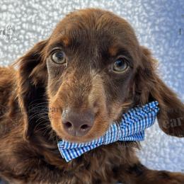 Hercules - Dachshund