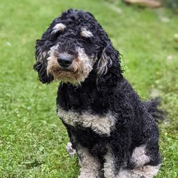 Mila - Bernedoodle