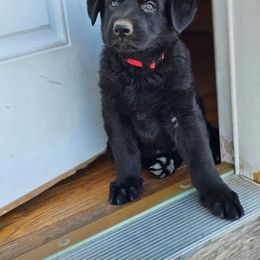 German Shepherd Puppies from Von Schwarzwald German Shepherds