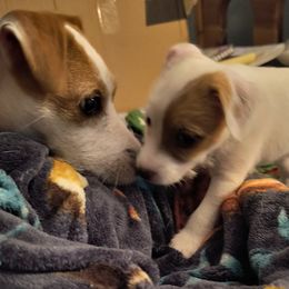 Jack Russell Terrier Puppies from Mischief Managed Jack Russell Terriers