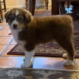 Girl 1 - female Australian Shepherd puppy in Esparto, California from Cutting Up Ranch  Australian Shepherds