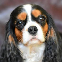 Sochi - Cavalier King Charles Spaniel