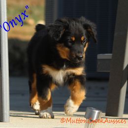Onyx - Black tri male Miniature Australian Shepherd puppy in Dadeville, Missouri from Mutton Creek Aussies