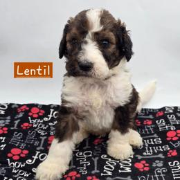 Lentil - Tri-color male Bernedoodle puppy in Neillsville, Wisconsin from Granton Creek