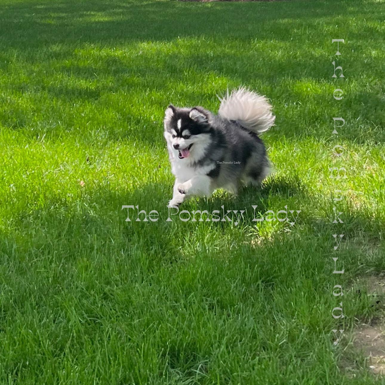 Dash