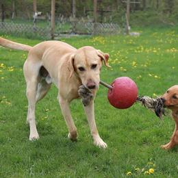 Labrador Retrievers from Newfound Retrievers