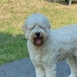 Maya - Australian Labradoodle