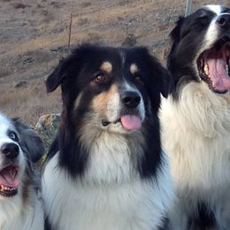 Australian Shepherds from Hurricane Australian Shepherds