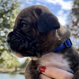 Charlie - Brindle male Boxer puppy in Apopka, Florida from Boxer Puppies