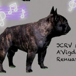 Hopper - French Bulldog