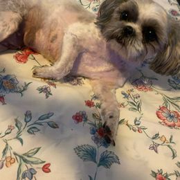 Megan - Shih Tzu
