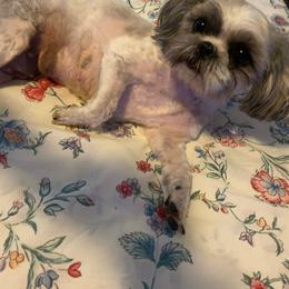 Megan - Shih Tzu
