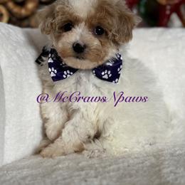 Cavapoo and Maltipoo Puppies from McCraws N Paws
