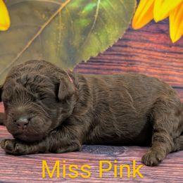 Miss Pink - Chocolate female Labradoodle puppy in Lebanon, Pennsylvania from Robertson's Retrievers and Doodles