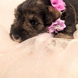 Miniature Schnauzer Puppies from Hall Miniature Schnauzers