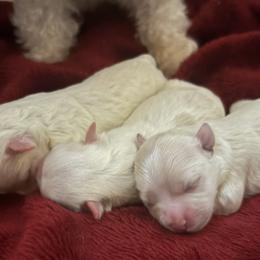Maltese and Maltipoos from Playful Paws Maltese and Maltipoos