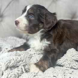 Peppermint Patty - Red tri-color female Aussiedoodle puppy in Granbury, Texas from Triple Cross Doodles