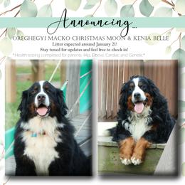 Bernese Mountain Dog puppies from Bernese Beauties