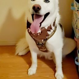 Apollo - Siberian Husky