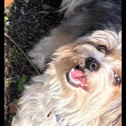 Baby Girl - Morkie