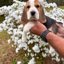 Baby Boy - Black tan and white male Beagle puppy in Monticello, Georgia from Beaglelove