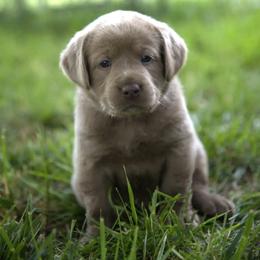 Miss Purple - Chocolate female Labrador Retriever puppy in Morrill, Kansas from Grimm Girls Farm