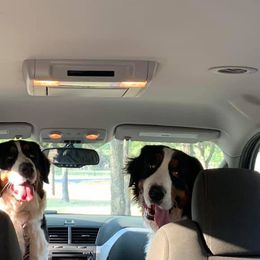 Bernese Mountain Dog All Grown Up from Desert Mountain Dogs