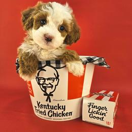 Honey - Yellow and white female Bernedoodle puppy in Mckinney, Texas from M2 Bernedoodles