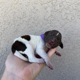 Purple girl - Liver and white female German Shorthaired Pointer puppy in Escalon, California from Valley Pointers