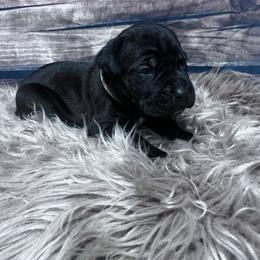 White collar - Black female Cane Corso puppy in Fritch, Texas from Carrie Brown's Cane Corsos