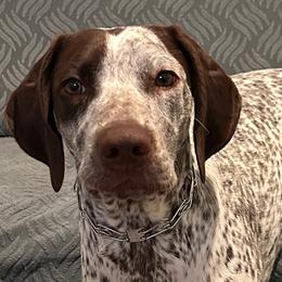 German Shorthaired Pointer puppies from Edelmarke GSPs Reg’d