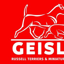 Russell Terriers from Geisler Russell Terriers & Miniature Dachshunds
