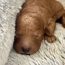 Oakley - Apricot Cavapoo puppy in Columbia, Missouri from Jorden’s Cavapoo’s