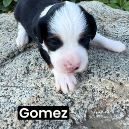 Gomez - Black tri-color male Aussiedoodle puppy in Bakersfield, California from Annie's Aussies