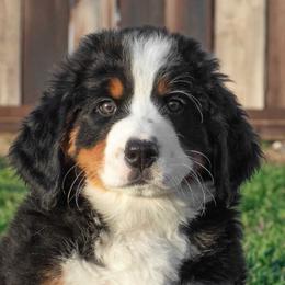 Bernese Mountain Dog Puppies from Berner Dynasty
