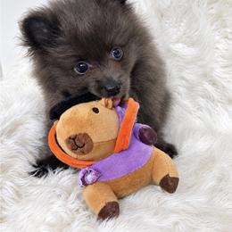 Pomeranian Puppies from Precious Poms