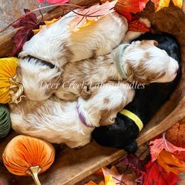 Australian Labradoodle, Cavapoo, and Goldendoodle Puppies from Deer Creek Labradoodles