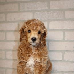 Female 1 - Apricot female Poodle puppy in Mississippi from Ewing Acres