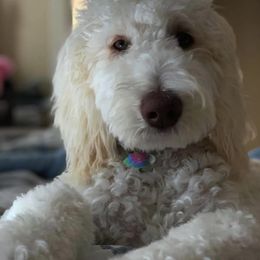 Goldendoodle All Grown Up from Tambre's Goldendoodles