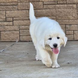 Green - White male Polish Tatra Sheepdog puppy in Lebanon, Oregon from Abbott Family Farm
