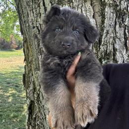 Ollie - Blue male German Shepherd puppy in Watervliet, Michigan from M&M Shepherd Farms