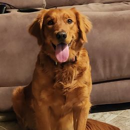 Ember - Golden Retriever