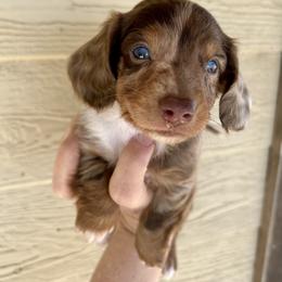 Mr Mocha - Dapple male Dachshund puppy in Purmela, Texas from FLYING L Dachshund Academy