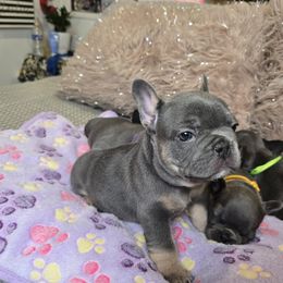 Pinky - Tricolors French Bulldog puppy in Lakeview Terrace, California from WMDFrenchies